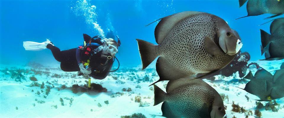 2 Tank Dive MUSA + Manchones Reef Gift Card